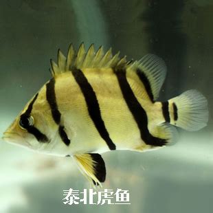 養魚虎|泰北虎 幼魚飼養全記錄